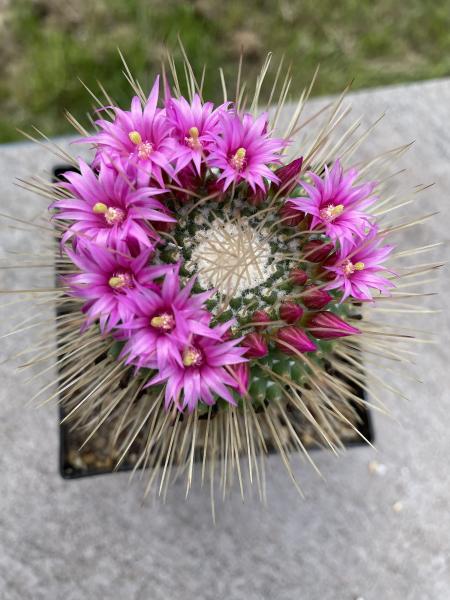 Mammillaria spinosissima